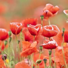 Poppies To Represent Remembrance Day Resources For EYFS, Primary Pupils