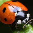 Picture of a ladybird, resources for exploring minibeasts with EYFS pupils