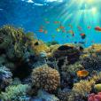 Primary science image of a barrier reef showing living things and their habitats