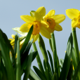 Yellow daffodils in spring for springtime resources for EYFS and primary pupils