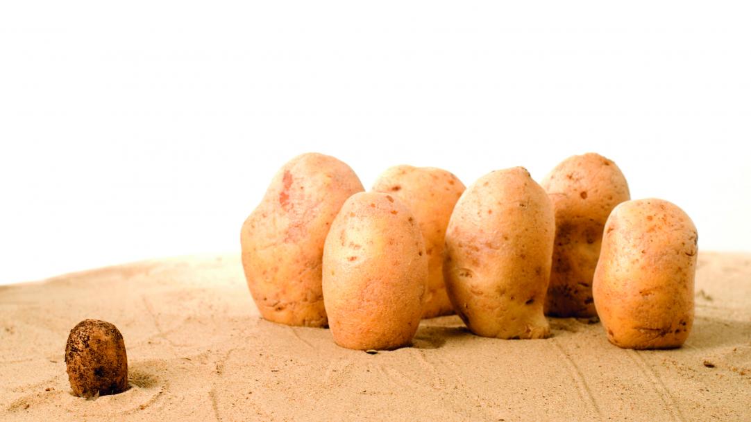 Potatoes