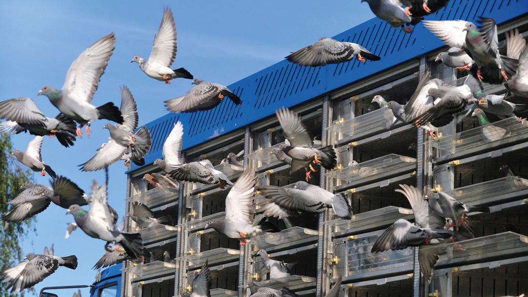Behaviour management and pigeon racing