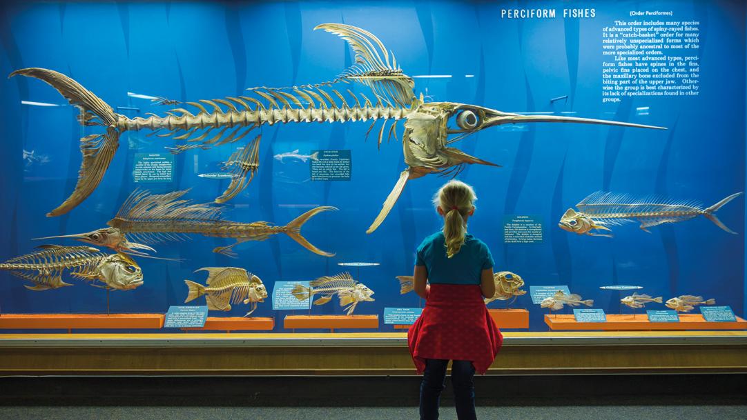 How to teach about Charles Darwin and evolution in schools
