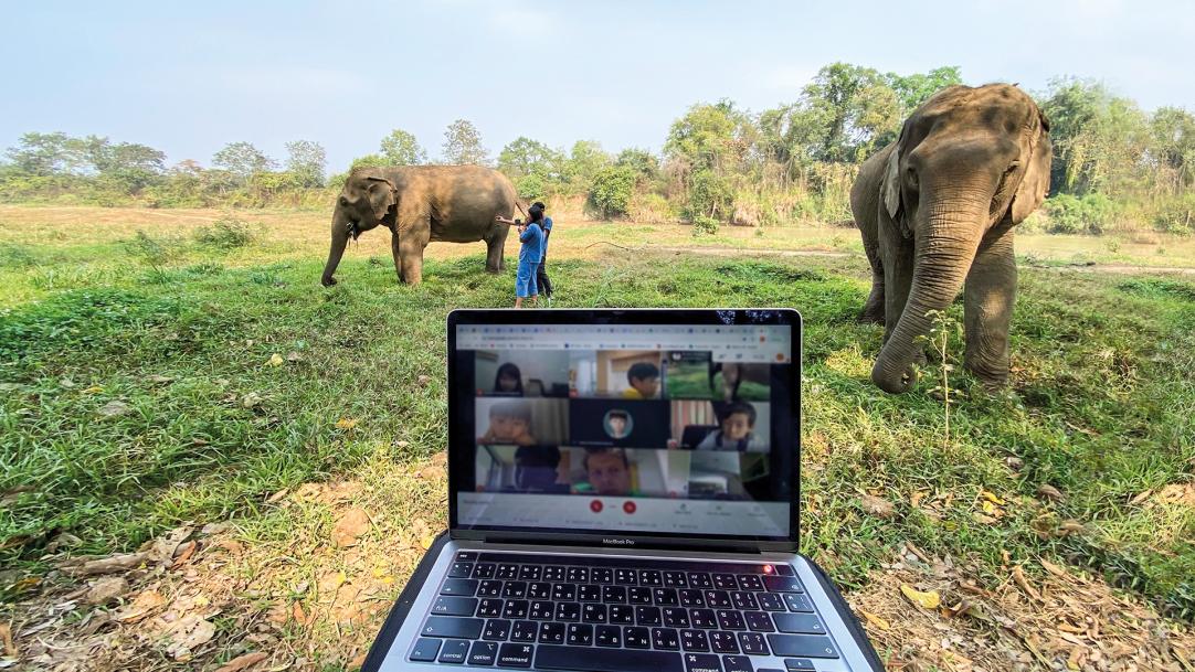 Covid and online learning: Sending the whole school on a virtual elephant safari school trip