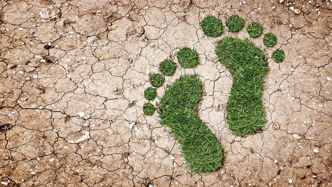 4 steps to becoming a sustainable school