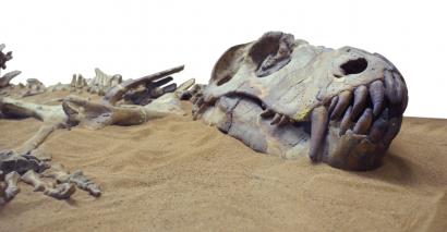 Dinosaur bones, exposed in sand dune
