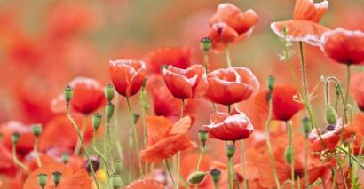 Poppies To Represent Remembrance Day Resources For EYFS, Primary Pupils