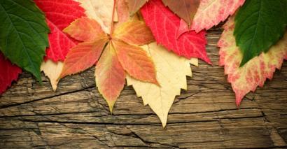 Autumn Leaves Found By Nursery & Reception Children On An Outdoor Walk