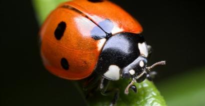 Picture of a ladybird, resources for exploring minibeasts with EYFS pupils