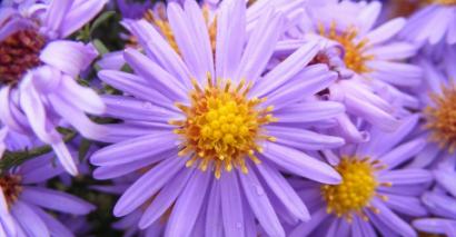 Plants & Flowers Used In EYFS Resource Activity