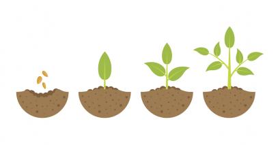 Plants showing part of life cycle resources for years 1 - 3 