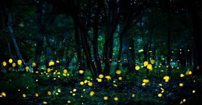 Enchanted forest in the evening light as the setting for A Midsummer Night's Dream to study at KS2 and KS3