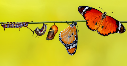 Image of the stages of the life cycle of a butterfly as part of life cycles resources for primary and secondary