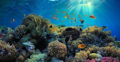 Primary science image of a barrier reef showing living things and their habitats