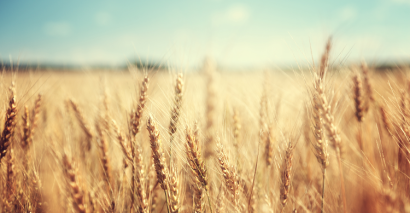 Image Of Wheat Depicting Life In The Fields For Characters In John Steinbeck's Of Mice & Men
