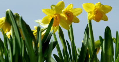 Yellow daffodils in spring for springtime resources for EYFS and primary pupils