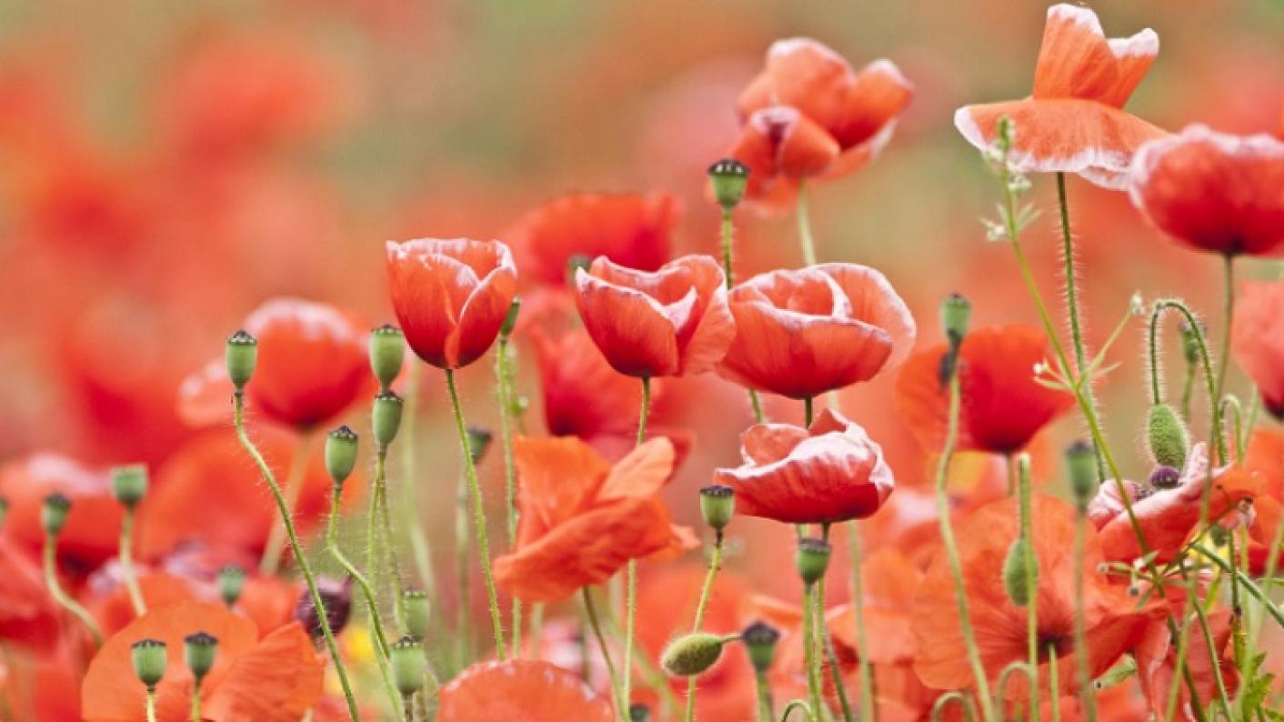 Poppies To Represent Remembrance Day Resources For EYFS, Primary Pupils
