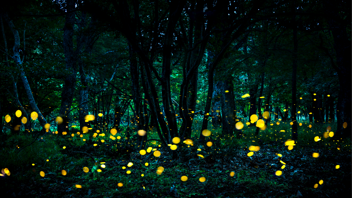 Enchanted forest in the evening light as the setting for A Midsummer Night's Dream to study at KS2 and KS3