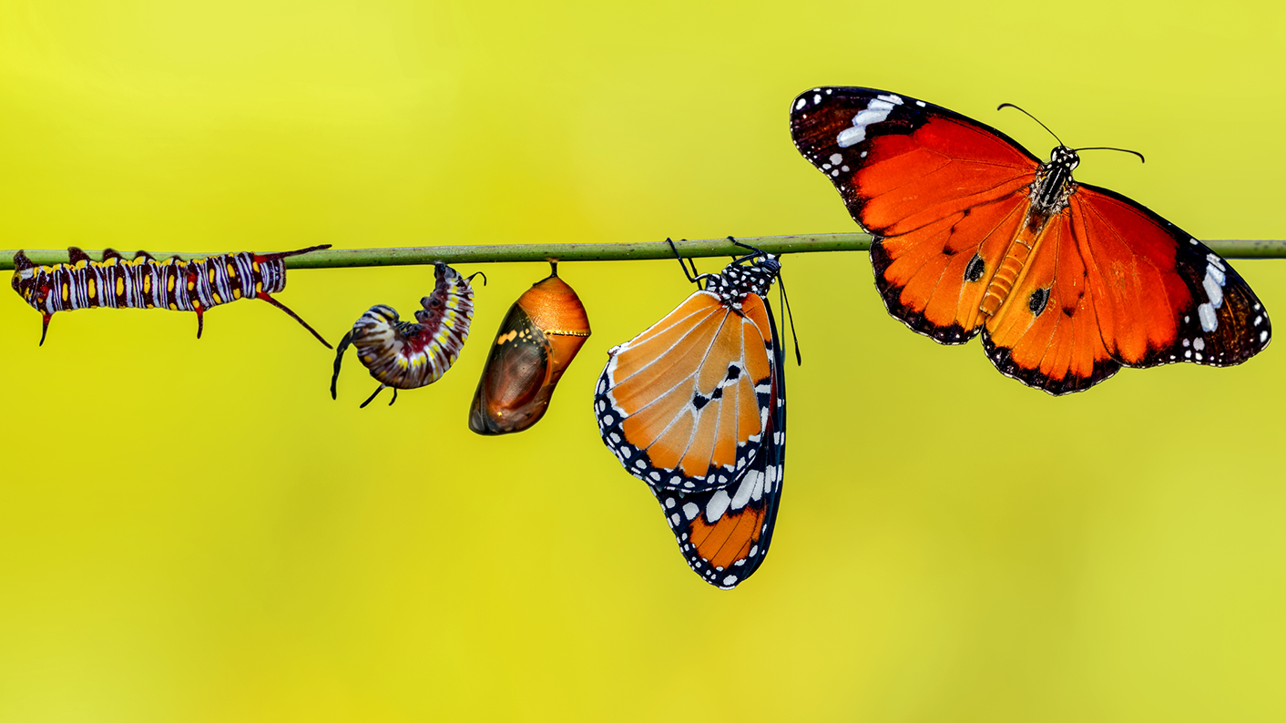 Image of the stages of the life cycle of a butterfly as part of life cycles resources for primary and secondary