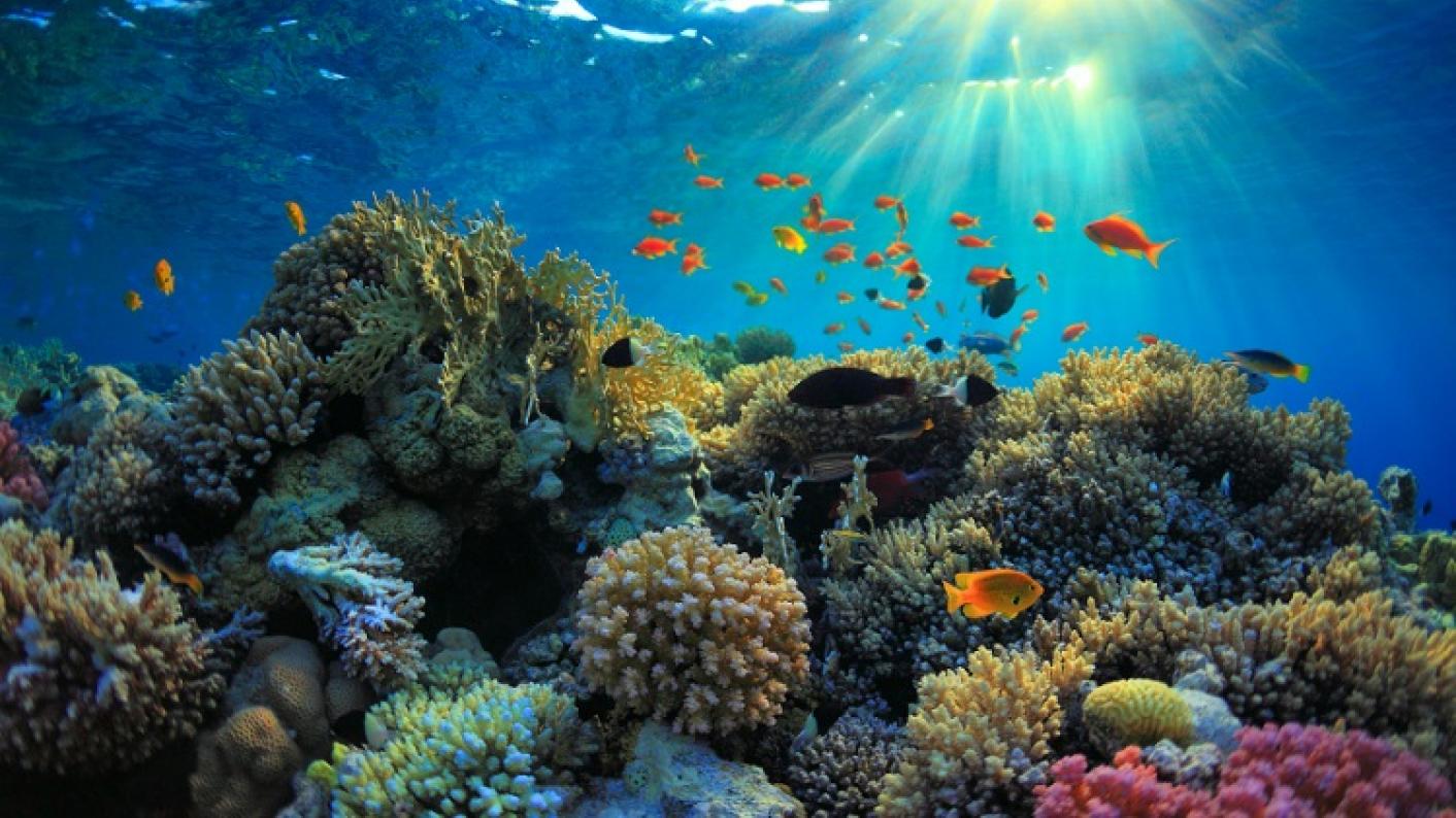 Primary science image of a barrier reef showing living things and their habitats