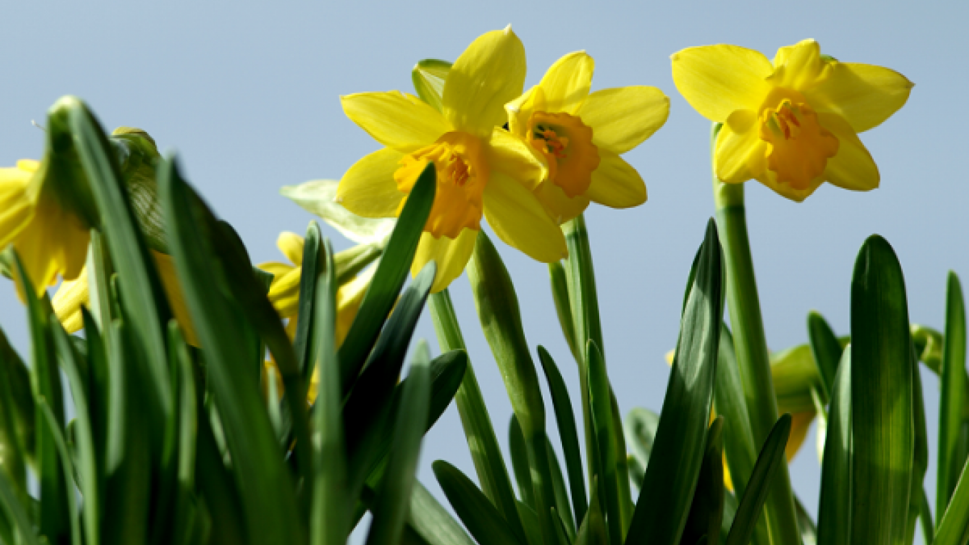 Yellow daffodils in spring for springtime resources for primary pupils