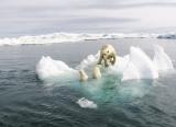 Polar bear, with cubs, on melting ice floe