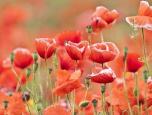 Resources to mark Remembrance Day