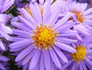 Discovering plants and flowers with EYFS
