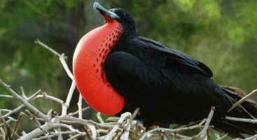 Bird puffing out to impress