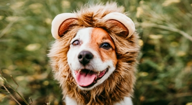 Dog as Lion