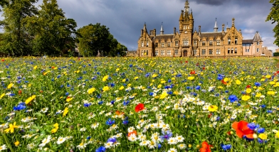 The wildflower meadow at Morgan Academy in Dundee