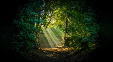 Light in clearing, woods
