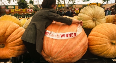 Giant pumpkin 