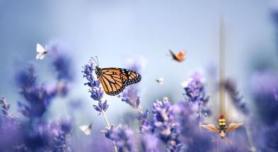 Butterflies and hornets