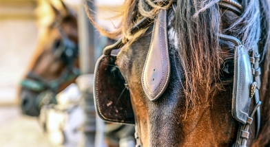 Horse with blinkers