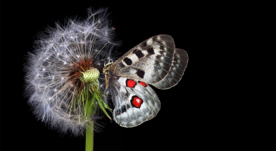 Butterfly on dandilion