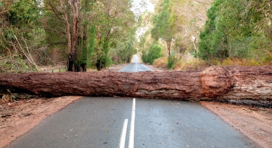 Tree in road