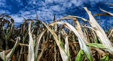 Failed corn crop