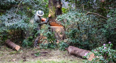 Trust cuts sawing tree