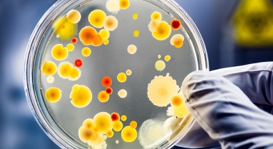 experimental evolution bacteria evolving