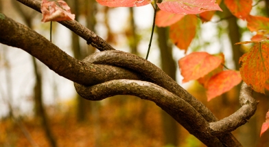 SEND trust plans to merge with Reach South