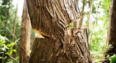 59 councils warn they will go bust when Send deficits no longer kept off books