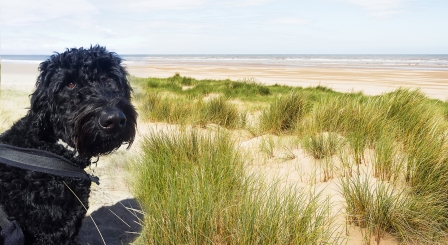 Could a class dog get children excited about reading?