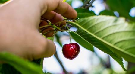 Cheery picking