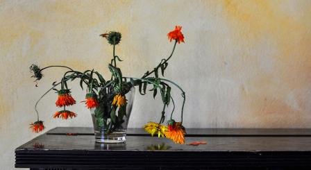 Wilting flowers
