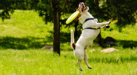 Dog frisbee 