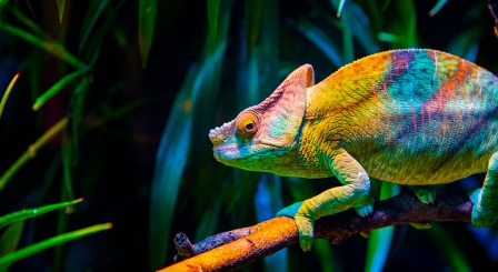 Chameleon adaptive learning