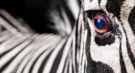 Zebra eye