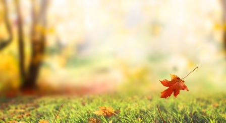 autumn leaf falling from tree