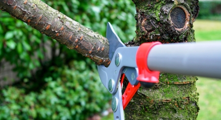 Trimming branch